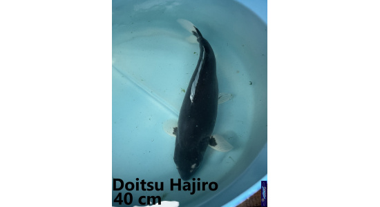 Koï Japon Doitsu Hajiro 35-40 cm  Elevage France - Vosges 1