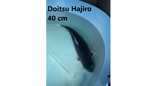 Koï Japon Doitsu Hajiro 35-40 cm  Elevage France - Vosges 2