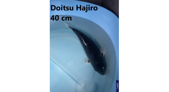 Koï Japon Doitsu Hajiro 35-40 cm  Elevage France - Vosges 3