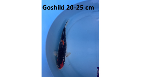 Koï Japon Goshiki 20-25 cm Elevage France - Vosges