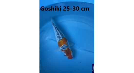 Koï Japon Goshiki 25-30 cm Elevage France - Vosges 