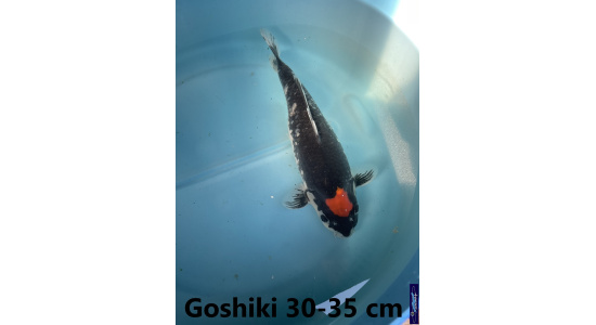 Koï Japon Goshiki 30-35 cm Elevage France - Vosges 