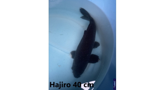 Koï Japon Hajiro 35-40 cm  Elevage France - Vosges 2