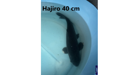 Koï Japon Hajiro 35-40 cm  Elevage France - Vosges 3