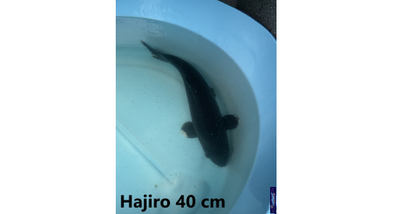 Koï Japon Hajiro 35-40 cm  Elevage France - Vosges 1