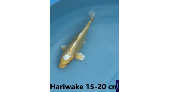 Koï Japon Hariwake 15-20 cm Tosaî Elevage France - Vosges