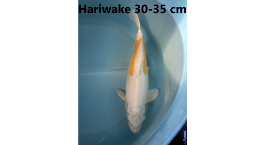 Koï Japon Hariwake 30-35 cm Elevage France - Vosges 