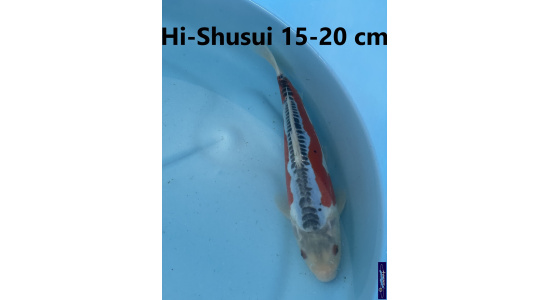 Koï Japon Hi Shusui 15-20 cm Tosaî Elevage France - Vosges