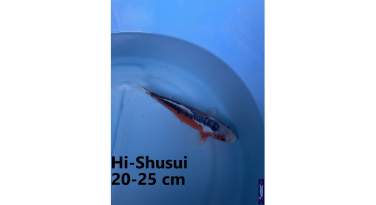 Koï Japon Hi Shusui 20-25 cm Elevage France - Vosges