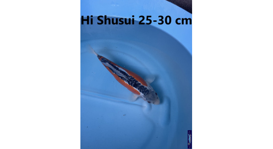 Koï Japon Hi Shusui 25-30 cm Elevage France - Vosges 