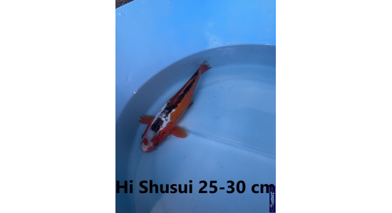 Koï Japon Hi Shusui 25-30 cm Elevage France - Vosges  1