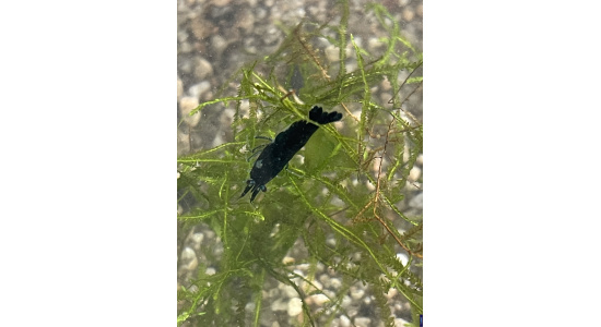 Neocaridina davidi blue velvet 4 Crevette bleu foncé 35ème Méridien Vosges