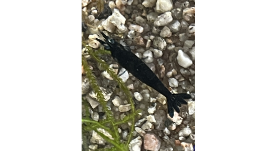 Neocaridina davidi blue velvet 2 Crevette bleu foncé 35ème Méridien Vosges