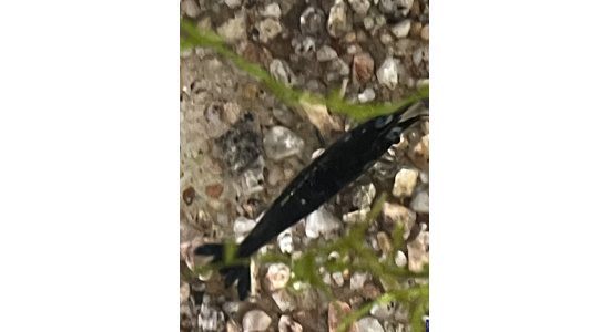 Neocaridina davidi blue velvet 1 Crevette bleu foncé 35ème Méridien Vosges