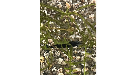 Neocaridina davidi blue velvet 5 Crevette bleu foncé 35ème Méridien Vosges