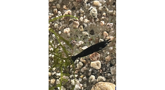 Neocaridina davidi blue velvet 3 Crevette bleu foncé 35ème Méridien Vosges