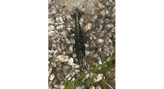 Neocaridina davidi black 1 Crevette noire 35ème Méridien Vosges