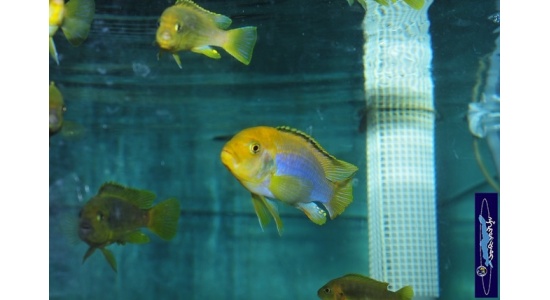 Iodotrpheus sprengerae Makokola reef 2 Cichlides Africains du lac Malawi Mbuna insectivore 35ème Méridien