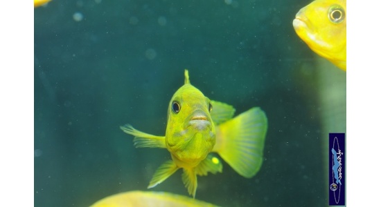Iodotrpheus sprengerae Makokola reef 3 Cichlides Africains du lac Malawi Mbuna insectivore 35ème Méridien