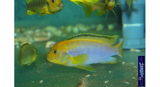 Iodotrpheus sprengerae Makokola reef 12 Cichlides Africains du lac Malawi Mbuna insectivore 35ème Méridien