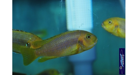 Iodotrpheus sprengerae Makokola reef 4 Cichlides Africains du lac Malawi Mbuna insectivore 35ème Méridien