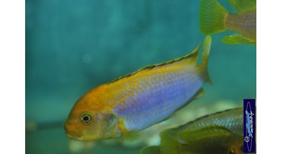 Iodotrpheus sprengerae Makokola reef 5 Cichlides Africains du lac Malawi Mbuna insectivore 35ème Méridien