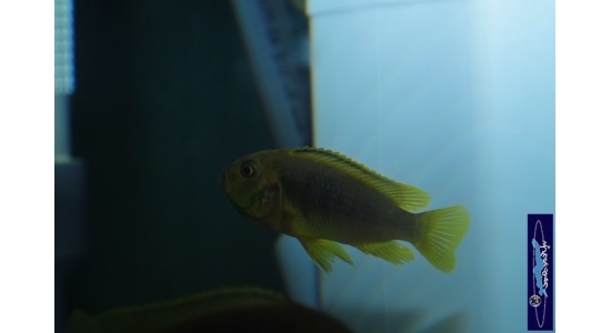 Iodotrpheus sprengerae Makokola reef 6 Cichlides Africains du lac Malawi Mbuna insectivore 35ème Méridien