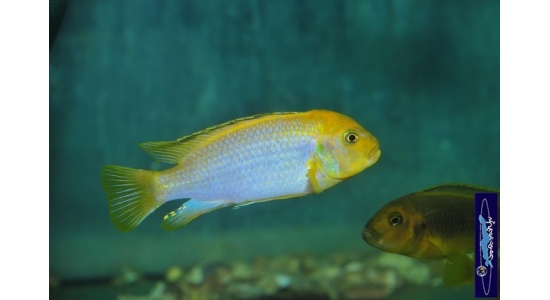 Iodotrpheus sprengerae Makokola reef 7 Cichlides Africains du lac Malawi Mbuna insectivore 35ème Méridien