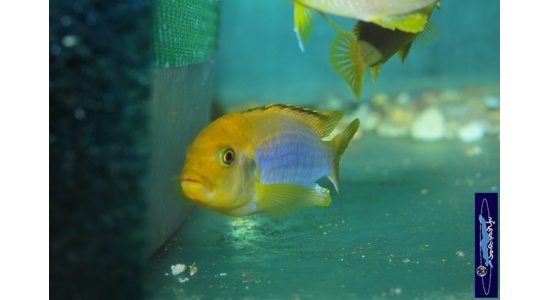 Iodotrpheus sprengerae Makokola reef 8 Cichlides Africains du lac Malawi Mbuna insectivore 35ème Méridien