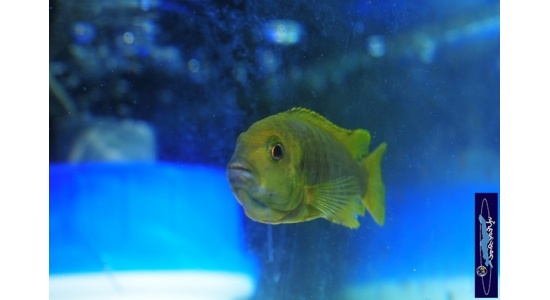 Iodotrpheus sprengerae Makokola reef 10 Cichlides Africains du lac Malawi Mbuna insectivore 35ème Méridien