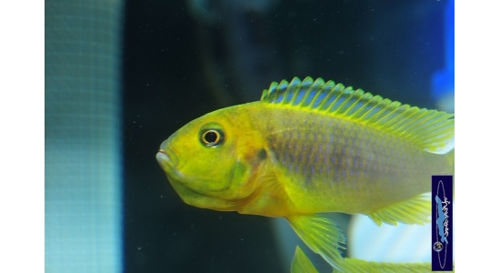 Iodotrpheus sprengerae Makokola reef 11 Cichlides Africains du lac Malawi Mbuna insectivore 35ème Méridien