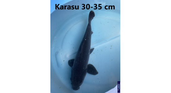Koï Japon Karasu 30-35 cm Elevage France - Vosges 