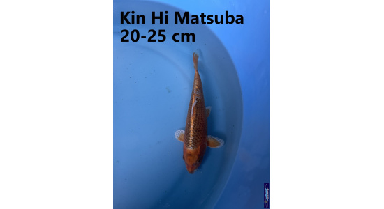 Koï Japon Kin Hi Matsuba 20-25 cm Elevage France - Vosges