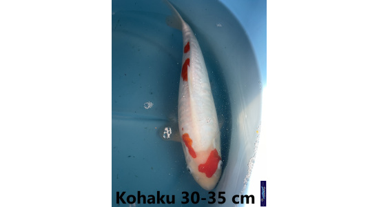 Koï Japon Kohaku 30-35 cm Elevage France - Vosges 