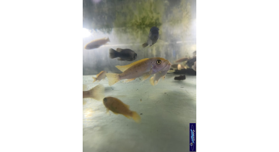 Labeotropheus trewavasae Thumbi west M O Cichlides Africains du lac Malawi Mbuna herbivore 35ème Méridien 4