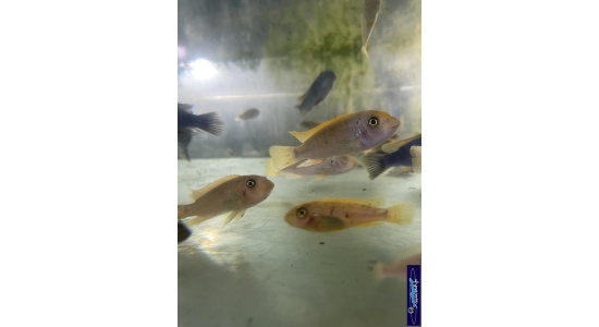 Labeotropheus trewavasae Thumbi west M O Cichlides Africains du lac Malawi Mbuna herbivore 35ème Méridien