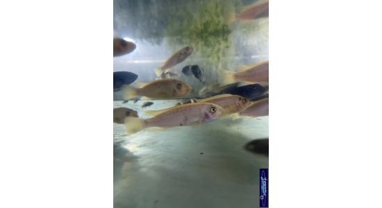 Labeotropheus trewavasae Thumbi west M O Cichlides Africains du lac Malawi Mbuna herbivore 35ème Méridien 1