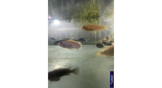 Labeotropheus trewavasae Thumbi west M O Cichlides Africains du lac Malawi Mbuna herbivore 35ème Méridien 2