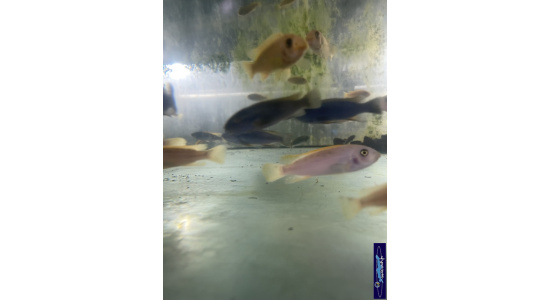 Labeotropheus trewavasae Thumbi west M O Cichlides Africains du lac Malawi Mbuna herbivore 35ème Méridien 3