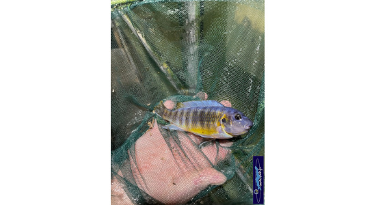 Labeotropheus fuellborni Katale 2 Cichlides Africains du lac Malawi herbivore 35ème Méridien