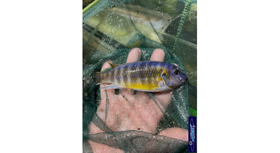 Labeotropheus fuellborni Katale 1 Cichlides Africains du lac Malawi herbivore 35ème Méridien