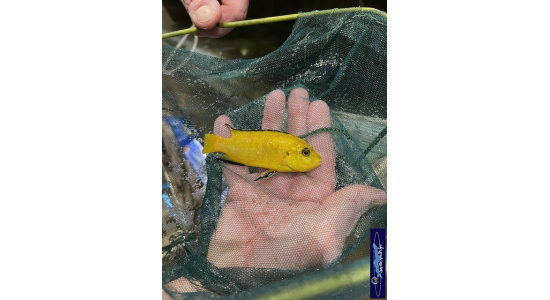 Labidochromis caeruleus Kakusa 2 Cichlides Africains du lac Malawi insectivore 35ème Méridien