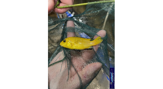 Labidochromis caeruleus Kakusa 1 Cichlides Africains du lac Malawi insectivore 35ème Méridien