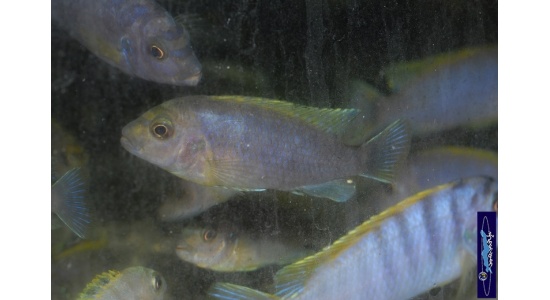 Labidochromis sp.hongi Hongi island 2 Cichlides Africains du lac Malawi Mbuna insectivore 35ème Méridien
