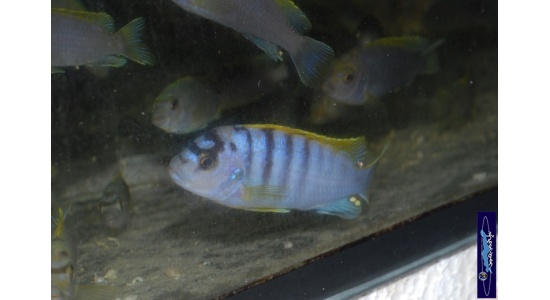 Labidochromis sp.hongi Hongi island 1 Cichlides Africains du lac Malawi Mbuna insectivore 35ème Méridien