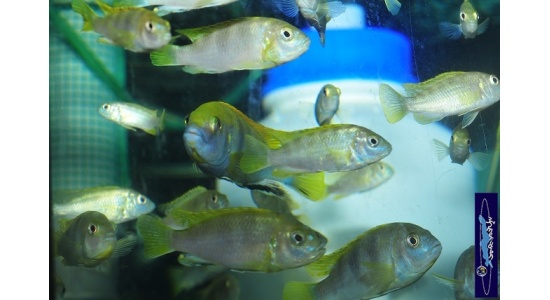 Labidochromis sp.perlmut Higga reef 2 Cichlides Africains du lac Malawi insectivore 35ème Méridien