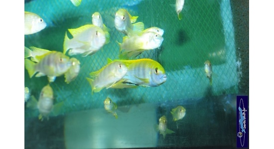 Labidochromis sp.perlmut Higga reef 3 Cichlides Africains du lac Malawi insectivore 35ème Méridien