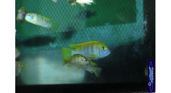 Labidochromis sp.perlmut Higga reef 4 Cichlides Africains du lac Malawi insectivore 35ème Méridien