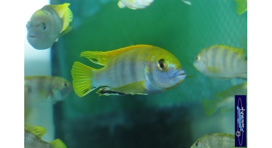 Labidochromis sp.perlmut Higga reef 1 Cichlides Africains du lac Malawi insectivore 35ème Méridien