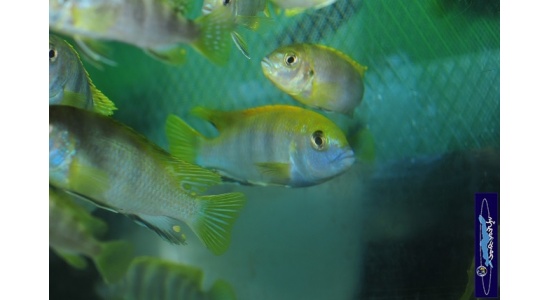 Labidochromis sp.perlmut Higga reef 5 Cichlides Africains du lac Malawi insectivore 35ème Méridien